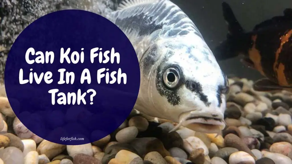 Can Koi Fish Live In A Fish Tank