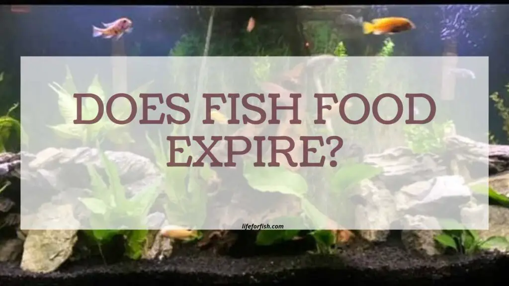 Does Fish Food Expire