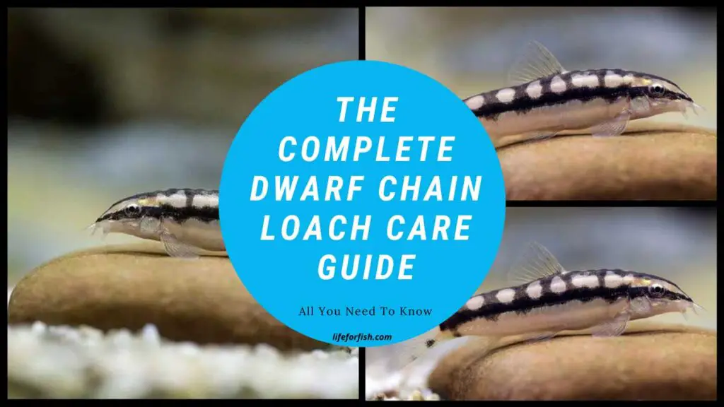Dwarf Chain Loach care guide