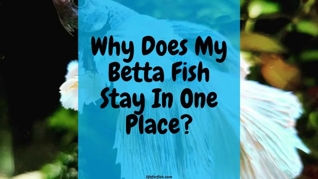 Why Does My Betta Fish Stay In One Place