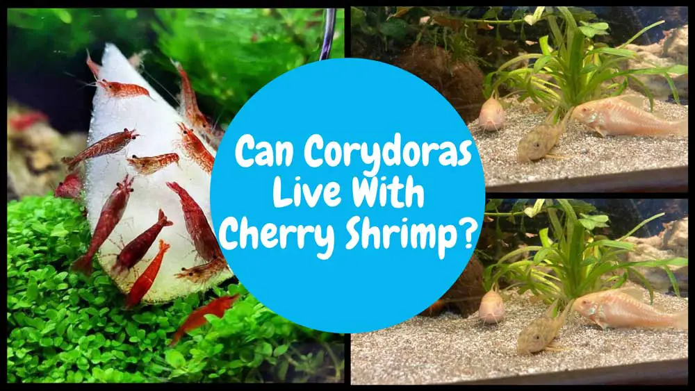 Can Corydoras Live With Cherry Shrimp?