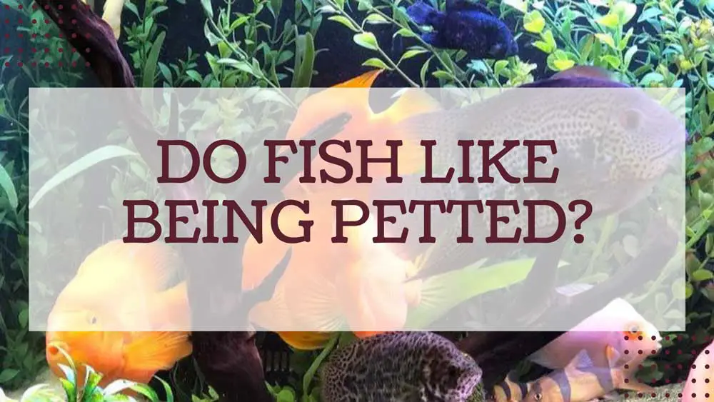 Do Fish Like Being Petted?