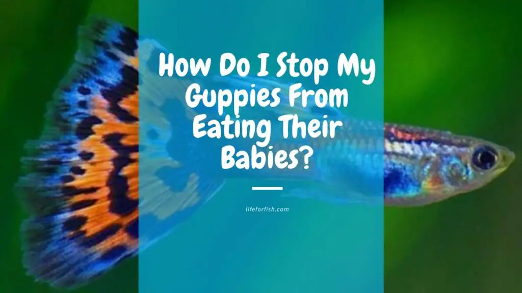 How Do I Stop My Guppies From Eating Their Babies