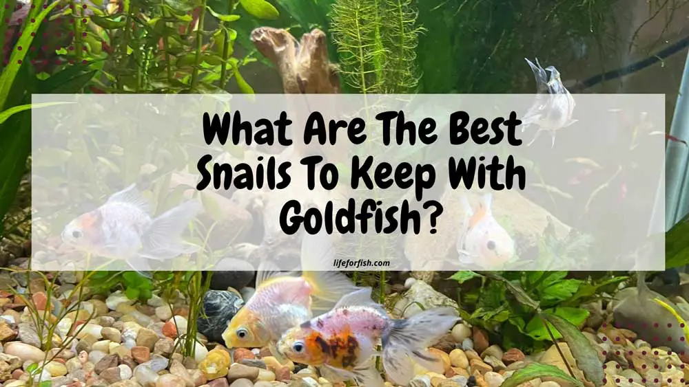 The Best Snails To Keep With Goldfish