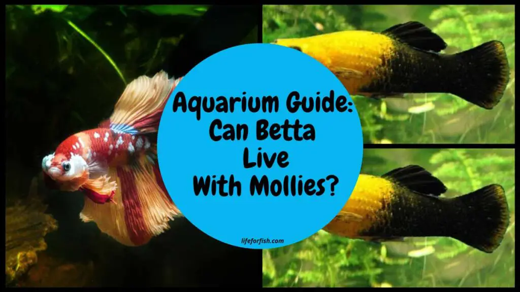 Aquarium Guide: Can Betta Live With Mollies?