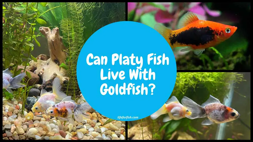Can Platy Fish Live With Goldfish?