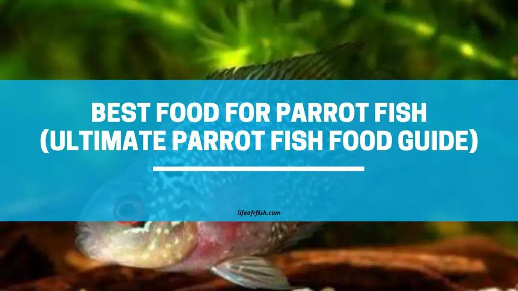 Best Food For Parrot Fish (Ultimate Parrot Fish Food Guide)