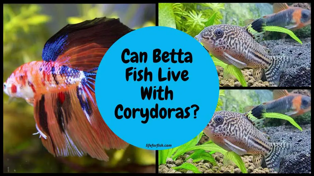 Can Betta Fish Live With Corydoras?
