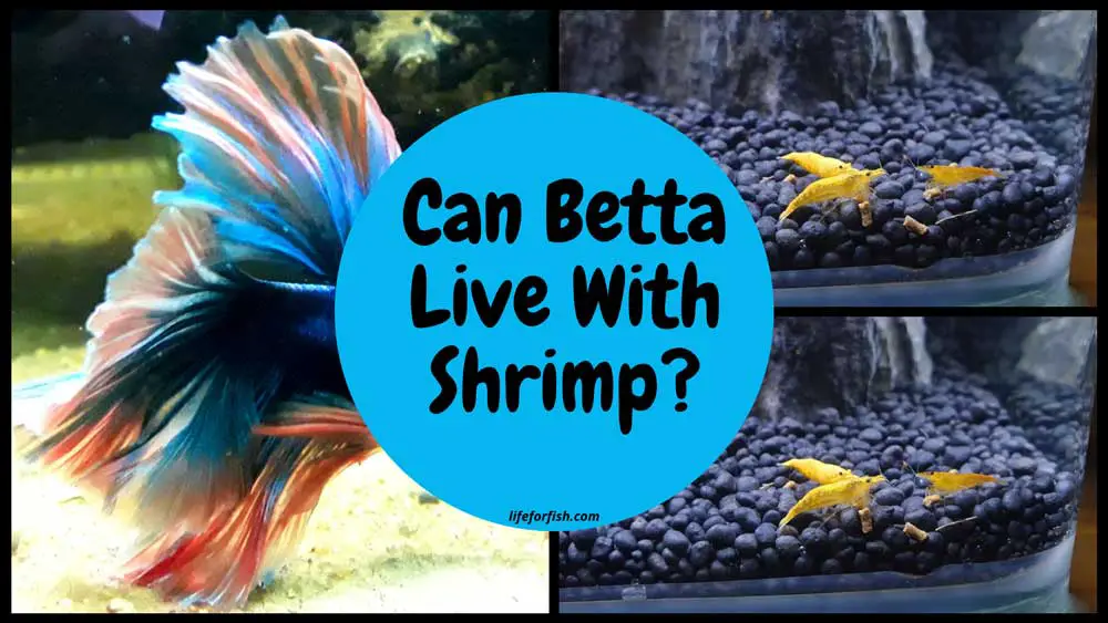 Can Betta Live With Shrimp?