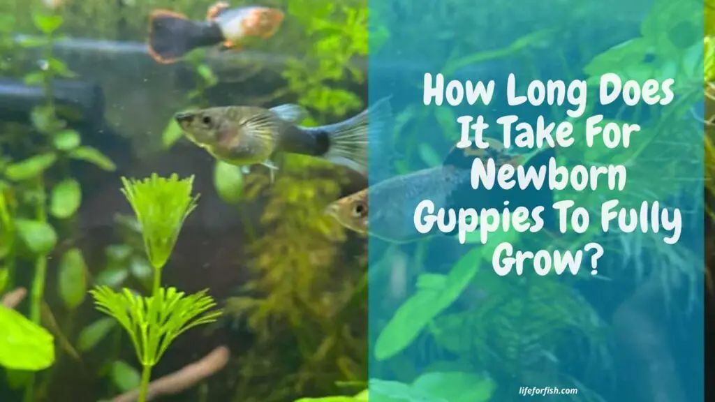 How Long Does It Take For Newborn Guppies To Fully Grow?