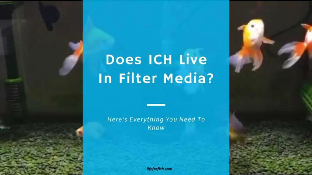 Does ICH Live In Filter Media