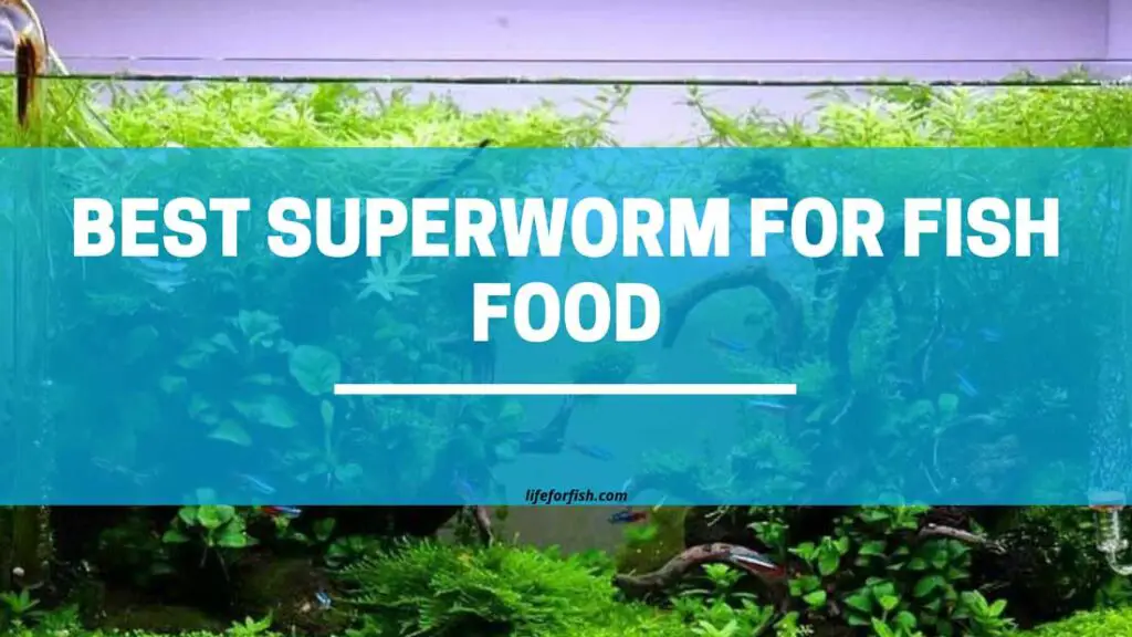 Best Superworm For Fish Food