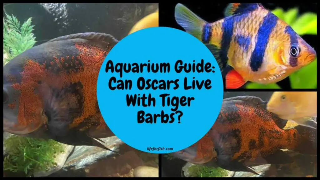 Can Oscars Live With tiger Barbs