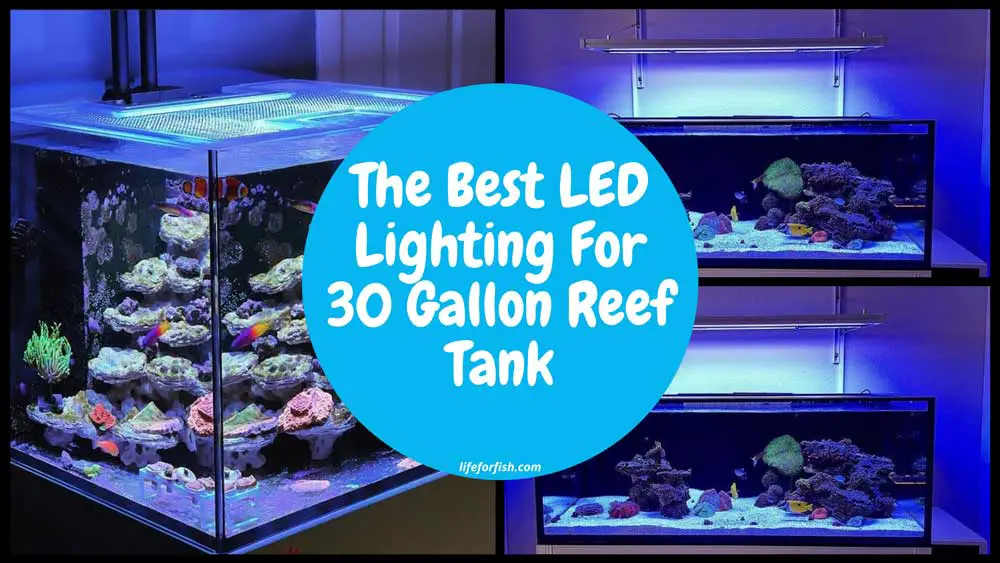 The Best LED Lighting For 30 Gallon Reef Tank