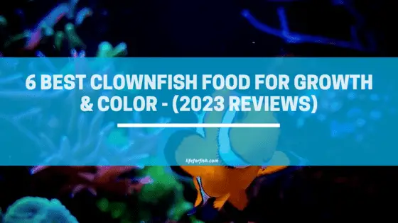 6 Best Clownfish Food For Growth Color 2023