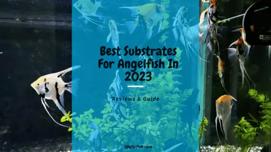 Best Substrates For Angelfish In 2023