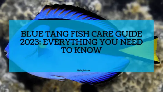 Blue Tang Fish Care Guide