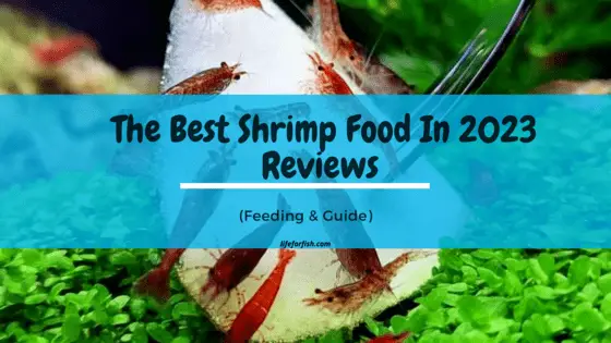 The Best Shrimp Food In 2023 Reviews Feeding Guide