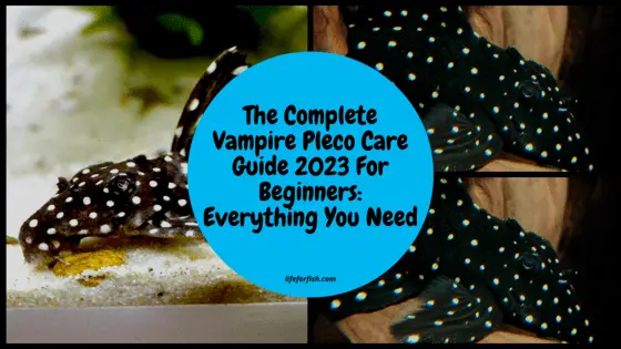 The Complete Vampire Pleco Care Guide
